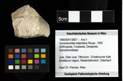 Foto (Objekt + Etiketten) von Goniodromites bidentatus (Reuss, 1859) 